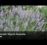 Lavender Majestic - Accommodation Mt Buller