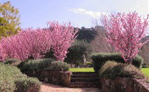 Yellow Dog Cottage - - Accommodation Mt Buller 2