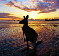 Cape Hillsborough Nature Tourist Park - Accommodation Mt Buller