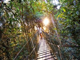O'Reilly's Rainforest Retreat - Accommodation Mt Buller 0