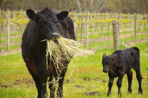 Naimanya Cottage - Accommodation Mt Buller 5