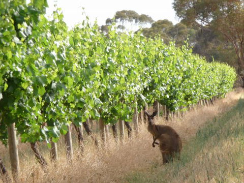 Angas Plains Wines Suites - Accommodation Mt Buller 6