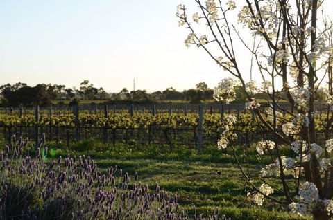 Angas Plains Wines Suites - Accommodation Mt Buller 7