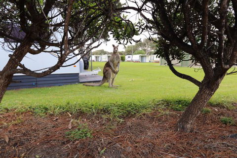 Anglesea Family Caravan Park - Accommodation Mt Buller 3