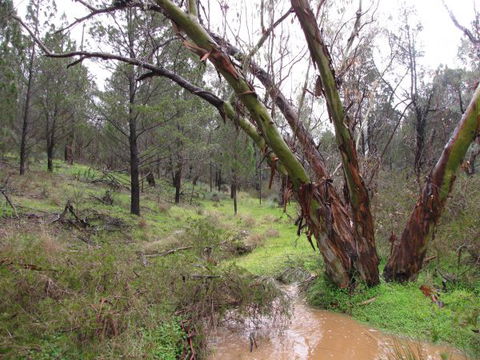 Beetaloo Grove - Accommodation Mt Buller 2