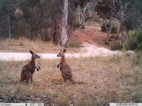 Beetaloo Grove - Accommodation Mt Buller 3