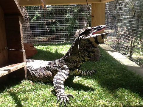Beechworth Wildlife Stays - Accommodation Mt Buller 6