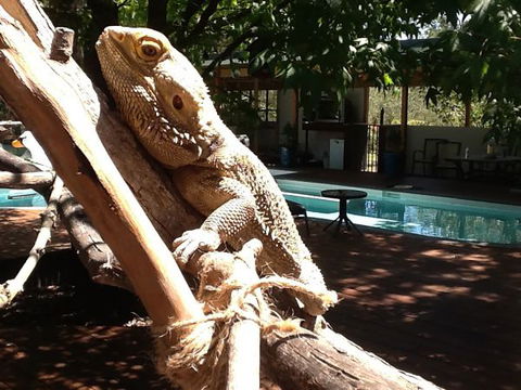 Beechworth Wildlife Stays - Accommodation Mt Buller 7