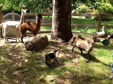 Beechworth Wildlife Stays - Accommodation Mt Buller 8