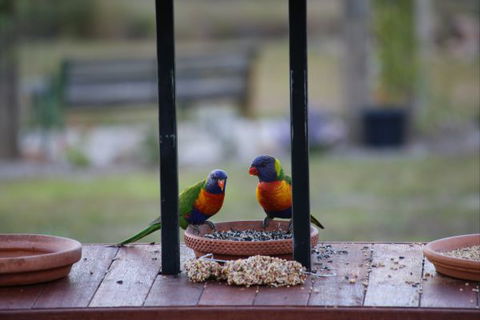 BellbirdHill Bed And Breakfast - Accommodation Mt Buller 9