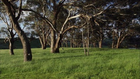 Dragonfly Cottages - Accommodation Mt Buller 1