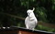 Jamieson Caravan Park - thumb 2
