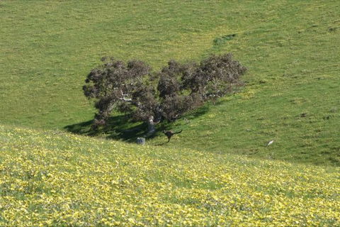 Morella Farm Stay - Accommodation Mt Buller 9