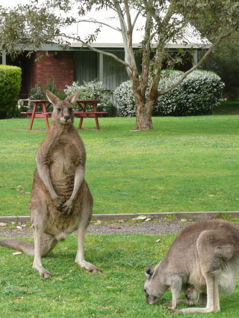 Pinnacle Holiday Lodge - Accommodation Mt Buller 8