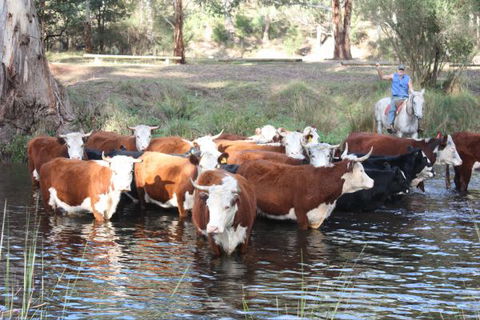 Stockyard Creek - Accommodation Mt Buller 3