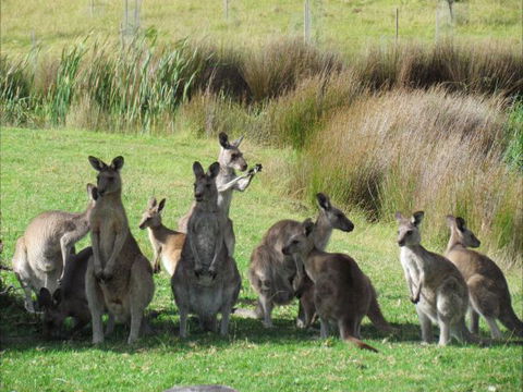 Tanja Lagoon Camp - Accommodation Mt Buller 6