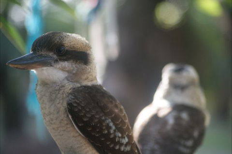 Takarakka Bush Resort Carnarvon Gorge - Accommodation Mt Buller 5