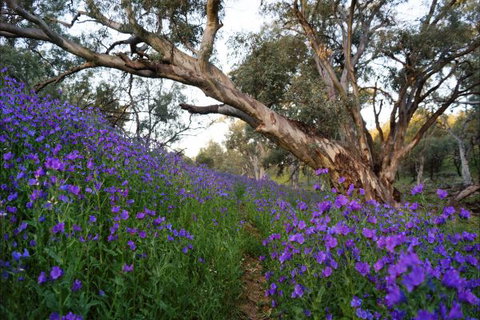 Upalinna Station - Accommodation Mt Buller 4