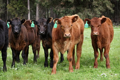 Boronia Farm - Accommodation Mt Buller 3