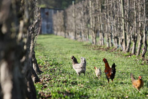 Boronia Farm - Accommodation Mt Buller 8