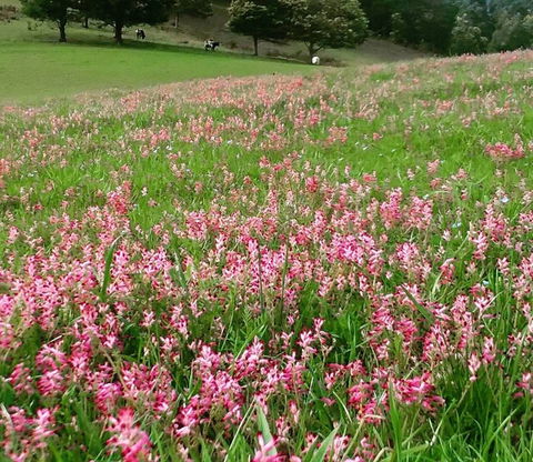 Eden Orchard And Farmstay - Accommodation Mt Buller 4