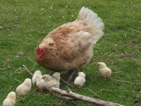 Eden Orchard And Farmstay - Accommodation Mt Buller 5