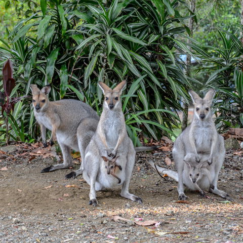 Maleny Country Cottages - Accommodation Mt Buller 9