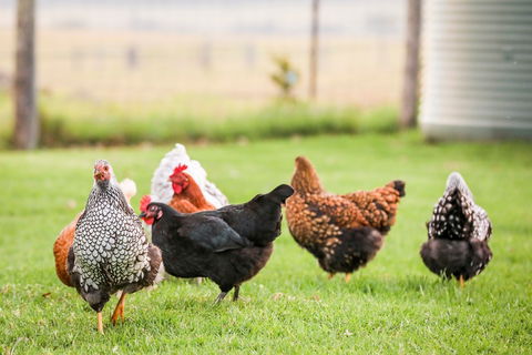 Old Schoolhouse Milton - Accommodation Mt Buller 4