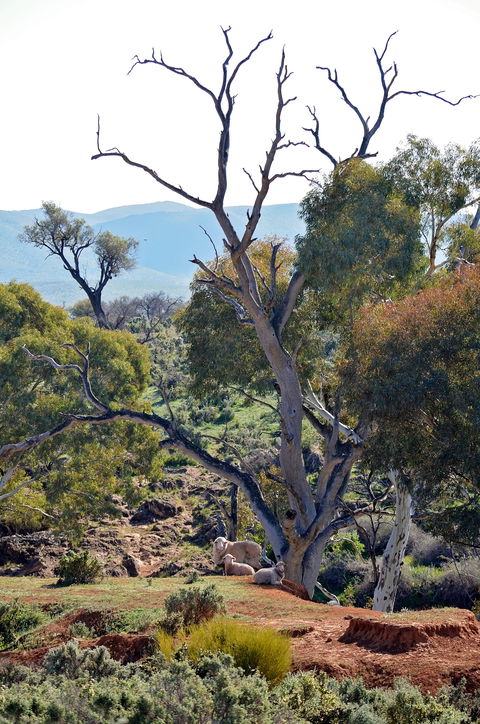 Almerta Station - Accommodation Mt Buller 2
