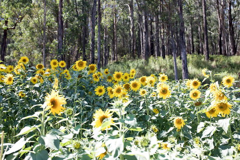 Gracefield Estate - Accommodation Mt Buller 1