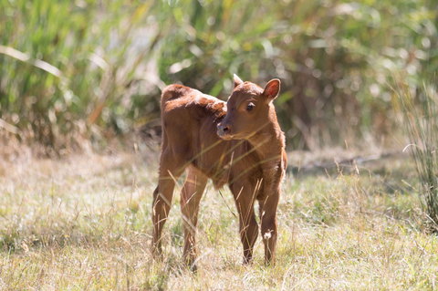 Gracefield Estate - Accommodation Mt Buller 2