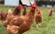 Rocklea Farm - thumb 1