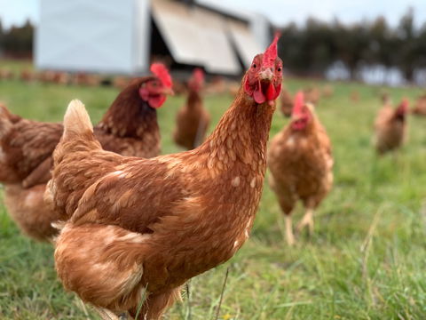 Rocklea Farm - Accommodation Mt Buller 1