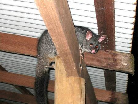 Pemberton  Forrest Cottages  - Accommodation Mt Buller 0