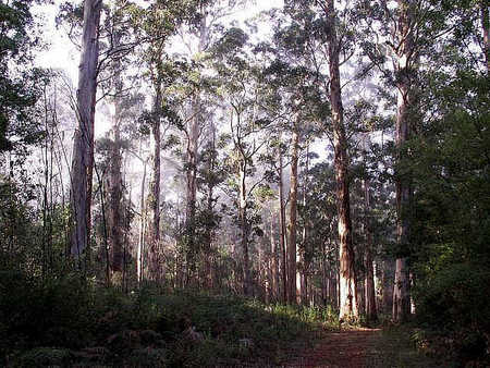 Pemberton  Forrest Cottages  - Accommodation Mt Buller 1