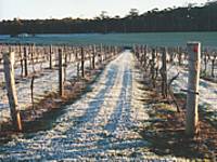 Treen Ridge Vineyard Accommodation - Accommodation Mt buller 1