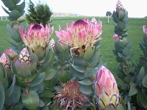 Stargazers - Accommodation Mt Buller 3