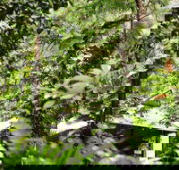 Daintree Ecolodge - Accommodation Mt Buller