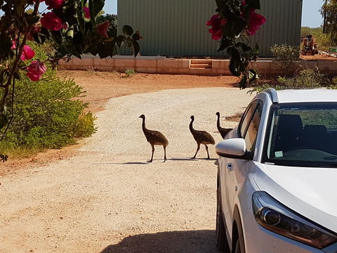 Ningaloo Bed And Breakfast - Accommodation Mt Buller 1