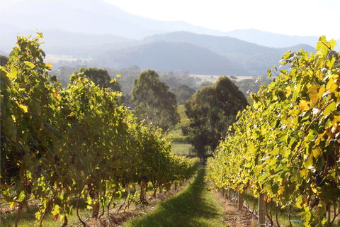Rosetta's Garden Guesthouse - Accommodation Mt Buller 0
