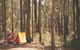 Stringers Camp At Lane Poole Reserve - thumb 1