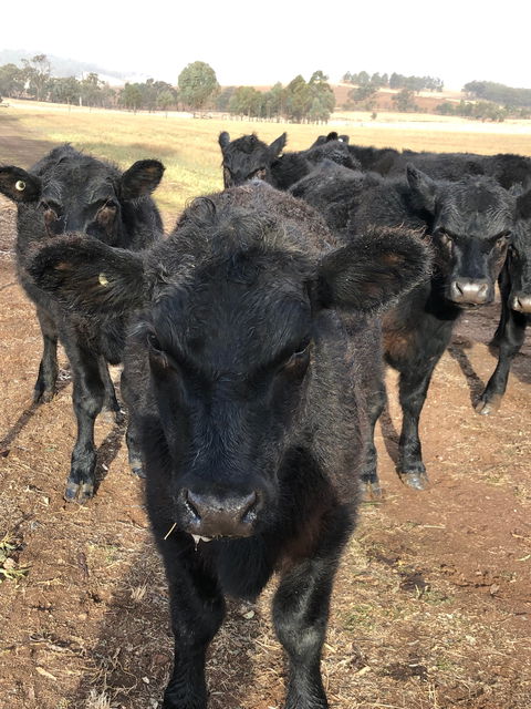 Wallinga Studio Farmstay - Accommodation Mt Buller 1