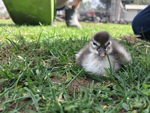 Wallinga Studio Farmstay - Accommodation Mt Buller 2