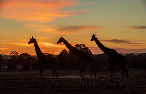 Zoofari Lodge, Taronga Western Plains Zoo Dubbo - Accommodation Mt buller 1