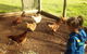 Emerald Park Holiday Farm - thumb 2