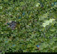 Sanctuary Retreat - Accommodation Mt Buller