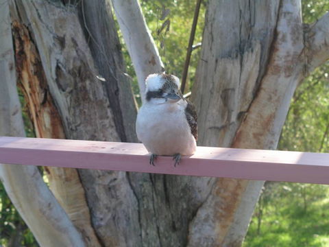 Kookaburra Dreaming - Accommodation Mt Buller 0