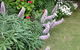 Padthaway Caravan Park - thumb 0