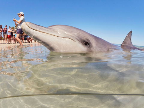 RAC Monkey Mia Dolphin Resort - Accommodation Mt buller 2