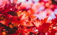 The Maples - thumb 1